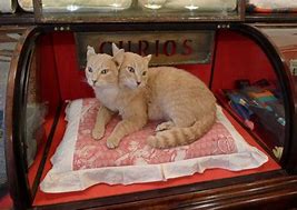 Image result for Two Head Cat