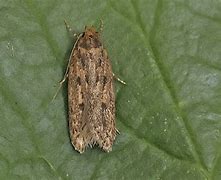 Image result for Domestic Brown Moth