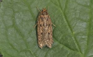 Image result for Florida Brown Moth