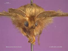 Image result for Lasiocampidae