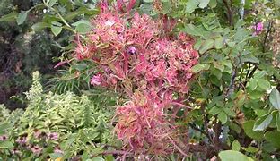 Image result for Witches Broom On Roses Sign of Disease