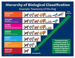 Image result for Taxonomy Classification Chart