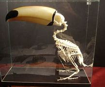 Image result for Toucan Skeleton