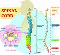 Image result for Thoracic Spinal Nerves