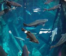 Image result for Great Lakes Aquarium