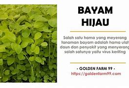 Image result for Hama Tanaman Bayam