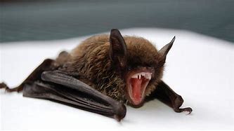 Image result for Vampire Bat