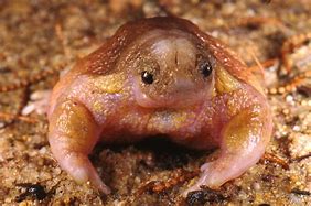 Image result for Depressed Frog