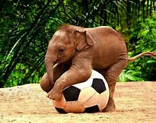 Image result for 10 cutest animals