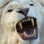 Image result for male lion cub names