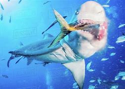 Image result for Shark Eating Gold Medal