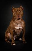 Image result for Pit Bull Dog Sitting