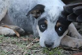 Image result for Bloodhound Australian Shepherd Mix