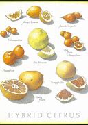 Image result for Hybrid Citrus with Red Stripes