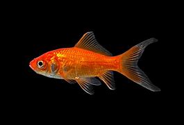 Image result for Ikan Komet