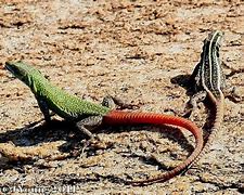 Image result for Flat Lizard Animal Species