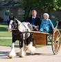 Image result for Most Beautiful Gypsy Horse