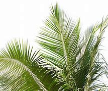 Image result for Coconut Tree Branch