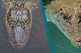 Image result for Croc vs Alligator Snout