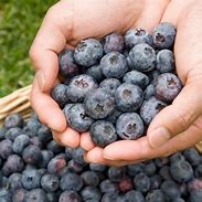 Image result for Chandler Blueberry