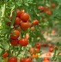 Image result for Tomato Roots Where It Attaches