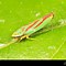 Image result for Leafhopper Stock-Photo