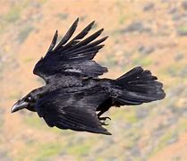 Image result for Pictures of Raven the Bird