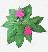 Image result for Green Leaves with Purple Flower Clip Art