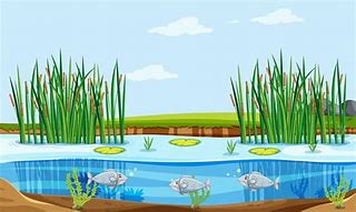 Image result for Hungry Fish in Pond Clip Art