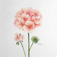 Image result for Korean Flower Drawing