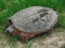 Image result for Common Snapping Turtle Growth Chart