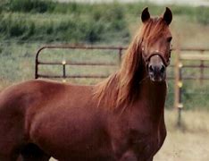 Image result for Morgan Paint Horse