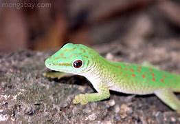 Image result for Rainforest Reptiles