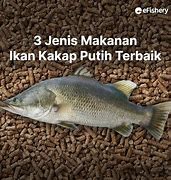 Image result for Ikan Kakap Putih Jantan