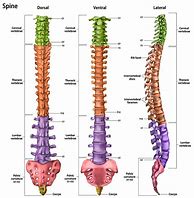 Image result for Back Pain Chart