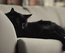 Image result for Black Cat Small On Couch