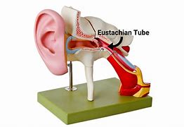 Image result for Blocked Ear