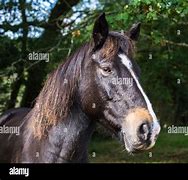 Image result for Horse Shinny Coat