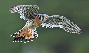 Image result for Female Kestrel Wings Top-Down View