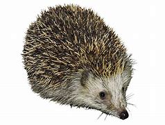 Image result for Hedgehog ClipArt