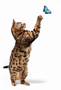 Image result for Cat Ctch Butteerfly