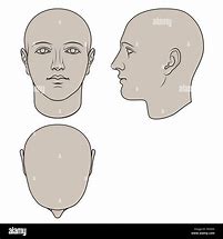 Image result for Human Head Profile