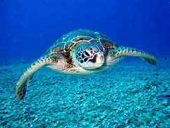 Image result for Sea Turtle Fact Sheet