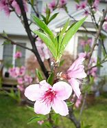 Image result for Peach Tree Zones