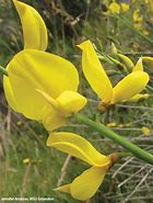 Image result for Spanish Broom