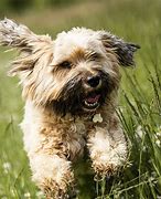 Image result for Tibetan Terrier Dog Breed