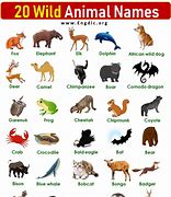 Image result for 20 Cats