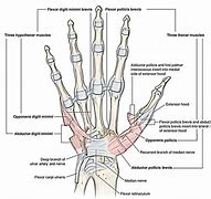 Image result for Flexor Retinaculum of the Hand Function