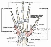 Image result for Structures Under Flexor Retinaculum of Hand