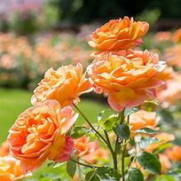 Image result for 70th Birthday Rose Bush